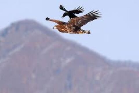 ~~Who Can Understand the Eagle?
