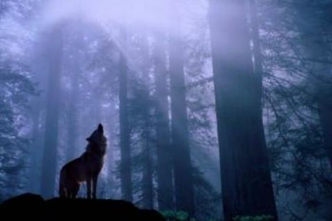 Howling At The Moon