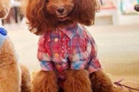 A 4 LEGGED..HELEN WORTH !?X