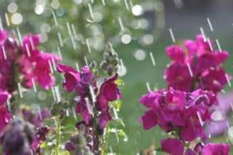 April Shower