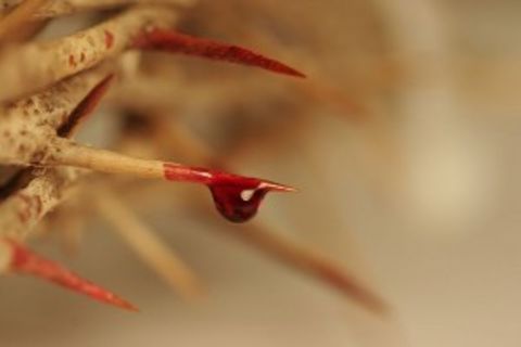 BLEEDING FOR CHRIST