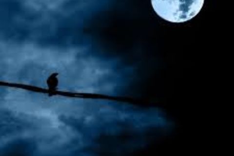 NIGHTINGALE