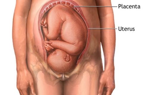 placenta 