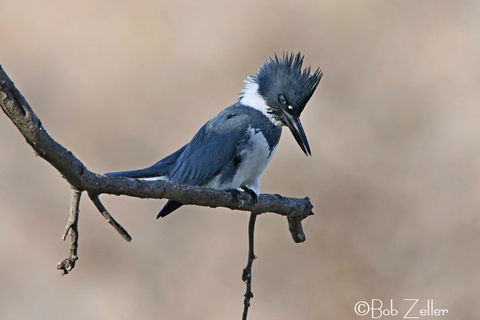 Kingfisher Takes Heed