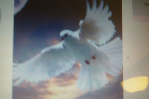 Flying Free