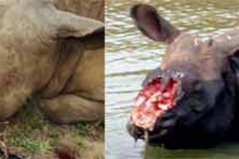 SPEAKING RHINO 