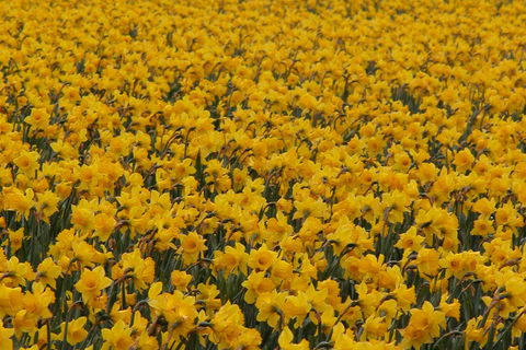  “Field of dreams”