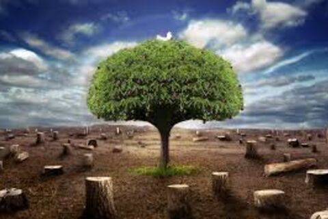 NOT JUST A TREE