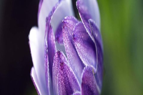 MAY BUDS: DAY 2 : WILLIAMSJI MAVELI WRITES, BEGIN YOUR CELESTAIL MUSIC...