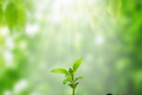 ROOTS