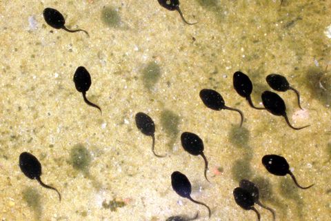 A TADPOLE IS SOMETHING TO BE