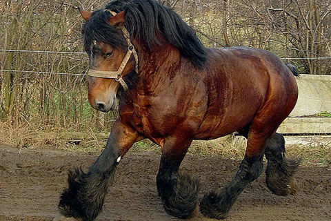 BELGIAN HORSE