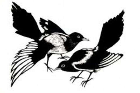 Magpies