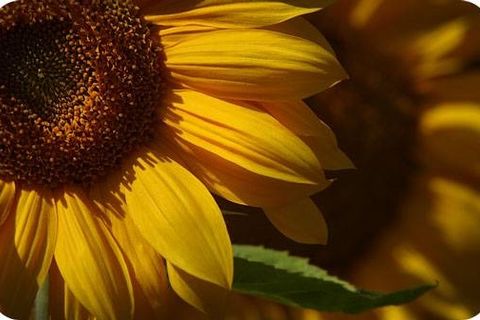 Where are you sunflower 向日葵  (a poem for Brenda) 