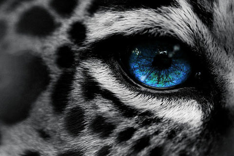 RESIDING COLOR