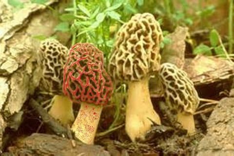 FALSE MOREL