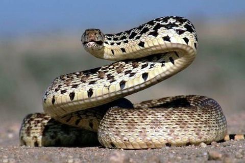 COILED SNAKE