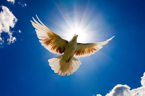 Fight For Freedom