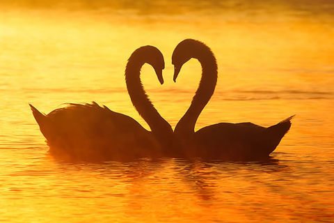 You Are To Be Kissed