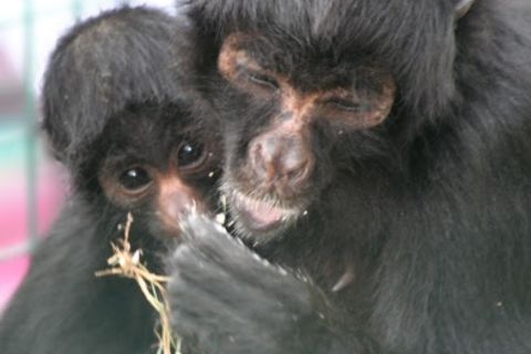Do you think Jai looks a bit like a monkey!