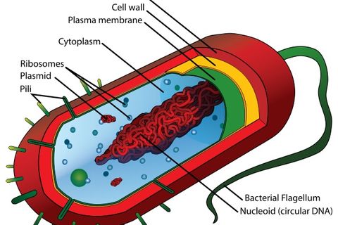 We are not our cells 