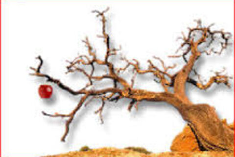 The Broken Tree