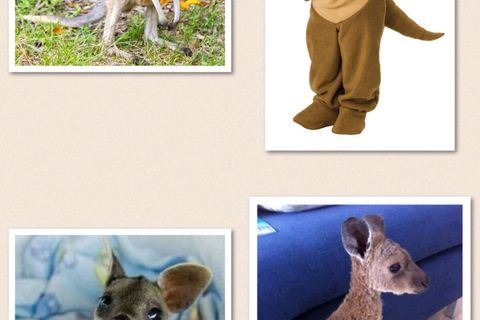 Sweet kangaroo 