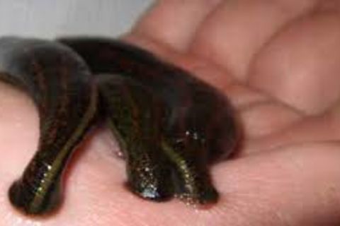 LEECH WORTHY