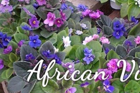 African violet 