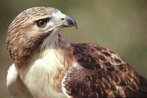 RED HAWK
