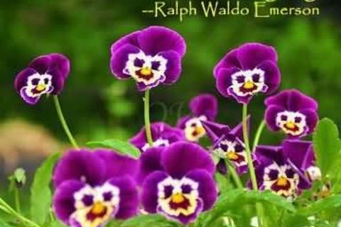 Flowery Earth
