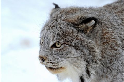 ANDRICON OF THE LYNX