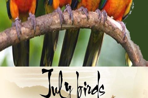 JULY BIRDS: DAY 1: WILLIAMSJI MAVELI WRITES, On Your Wings.....