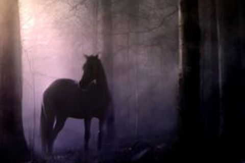 Dark Horse