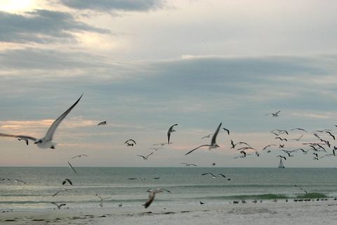 MOUTHS OF GULLS
