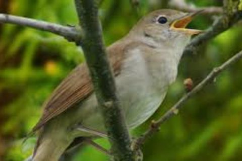 Little Bird