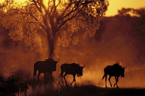 AS BEASTS RUN