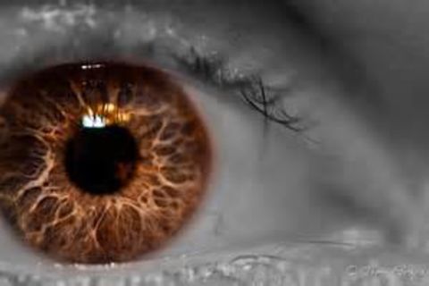 IRIS OF THE EYES