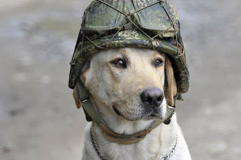 Canine Soldier 