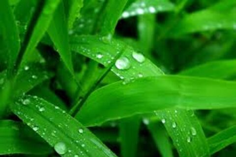  I&#039;ll look for the rain