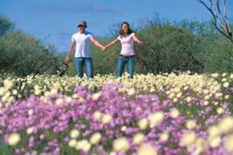 Wildflowers