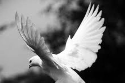 White Winged Dove 