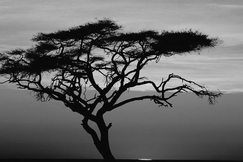 “thorny Tree” by Junaid Boughan
