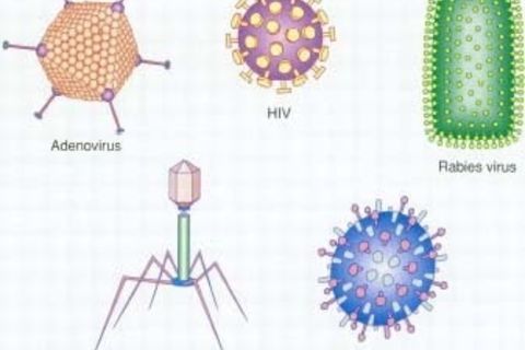 Viruses &amp; Hysteria