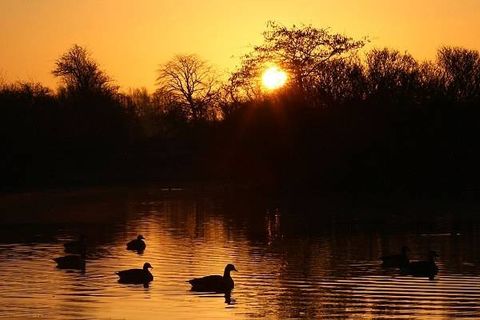 MORNING GEESE