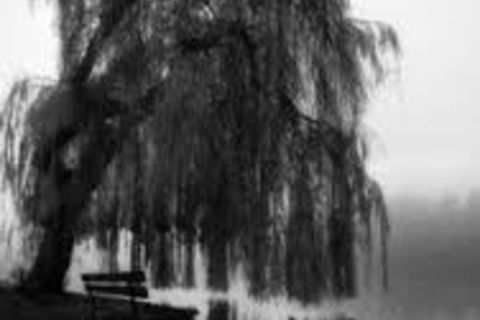 weeping willows