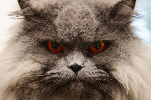 My Old Cat Herman