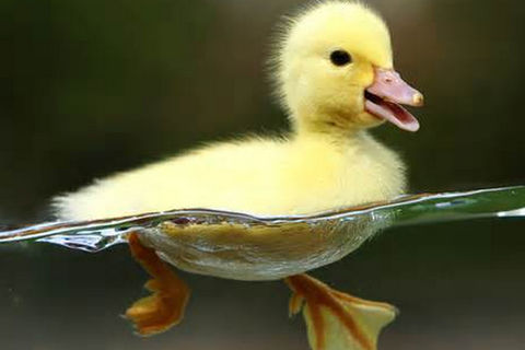Howard The Mallard