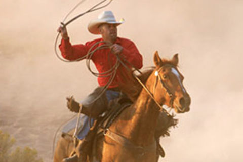 Giddy Up Old Fellow