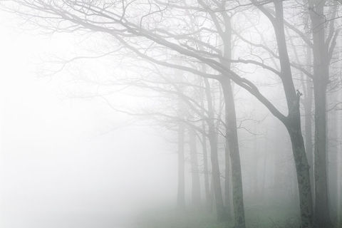 Fog